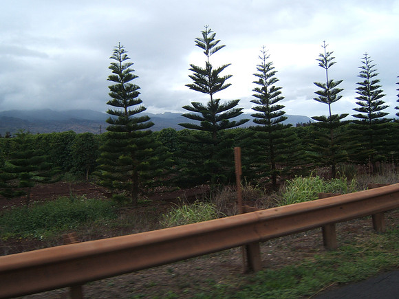 tree farm