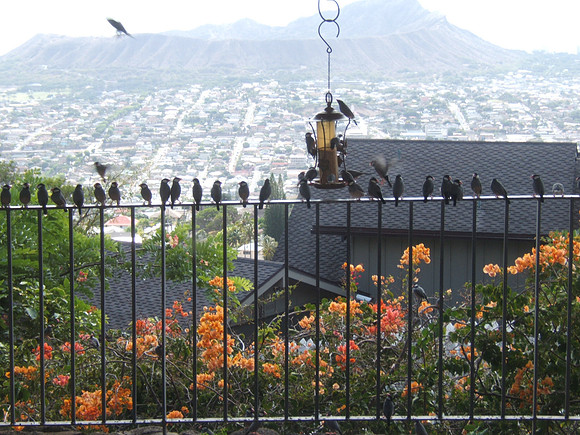 bird feeder on the lanai