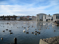 Heated side of pond for birdies.  City Hall at right
