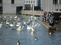 BIG birdies
